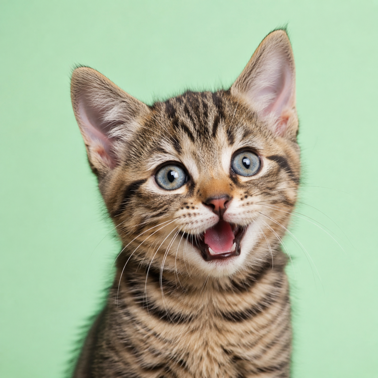 Bright-eyed tabby kitten
